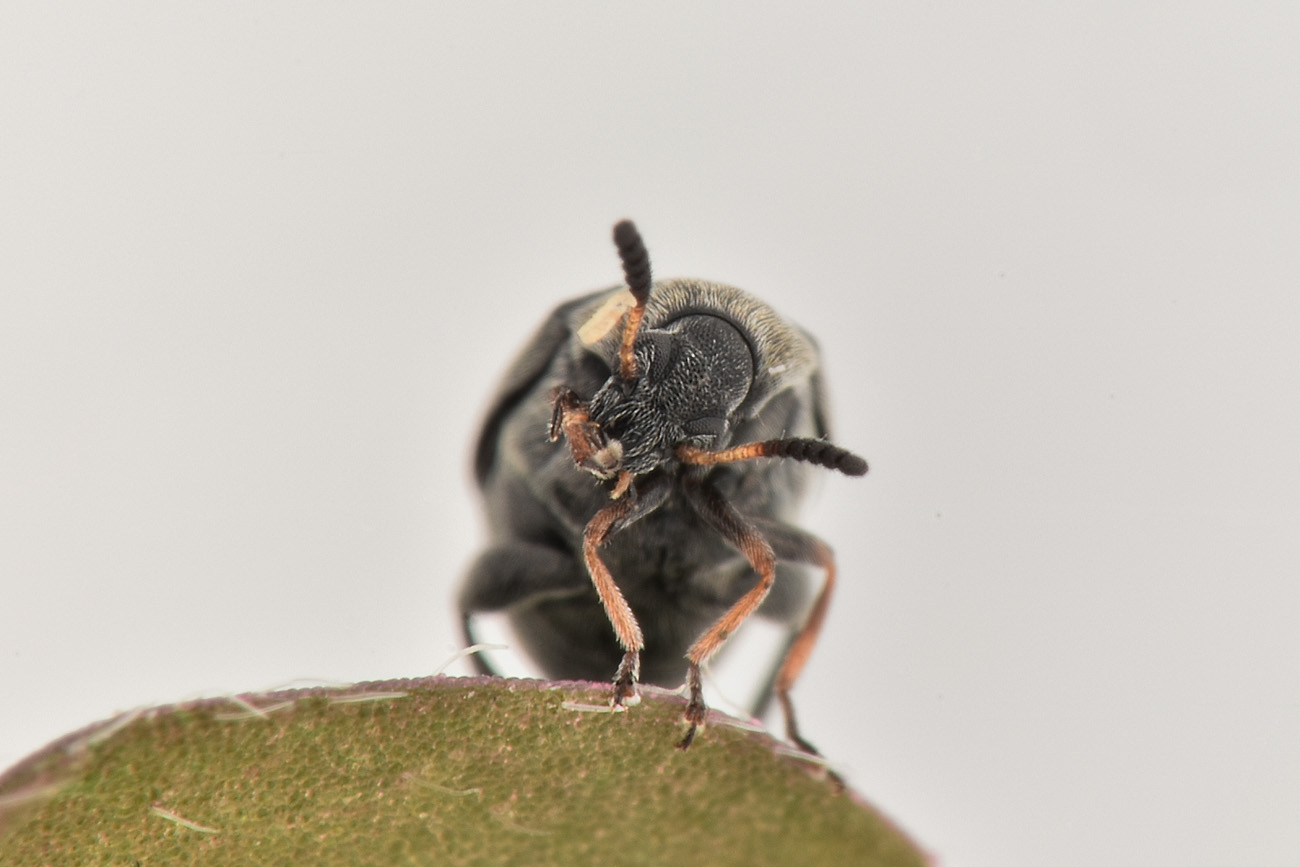 Chrysomelidae Bruchinae: Bruchidius mulsanti